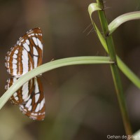 Neptis hylas Linnaeus, 1758